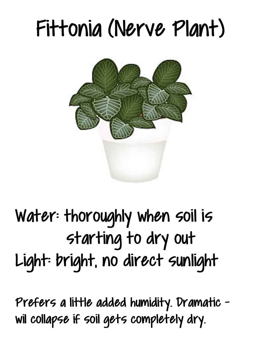 care sheet fittonia Terrarium