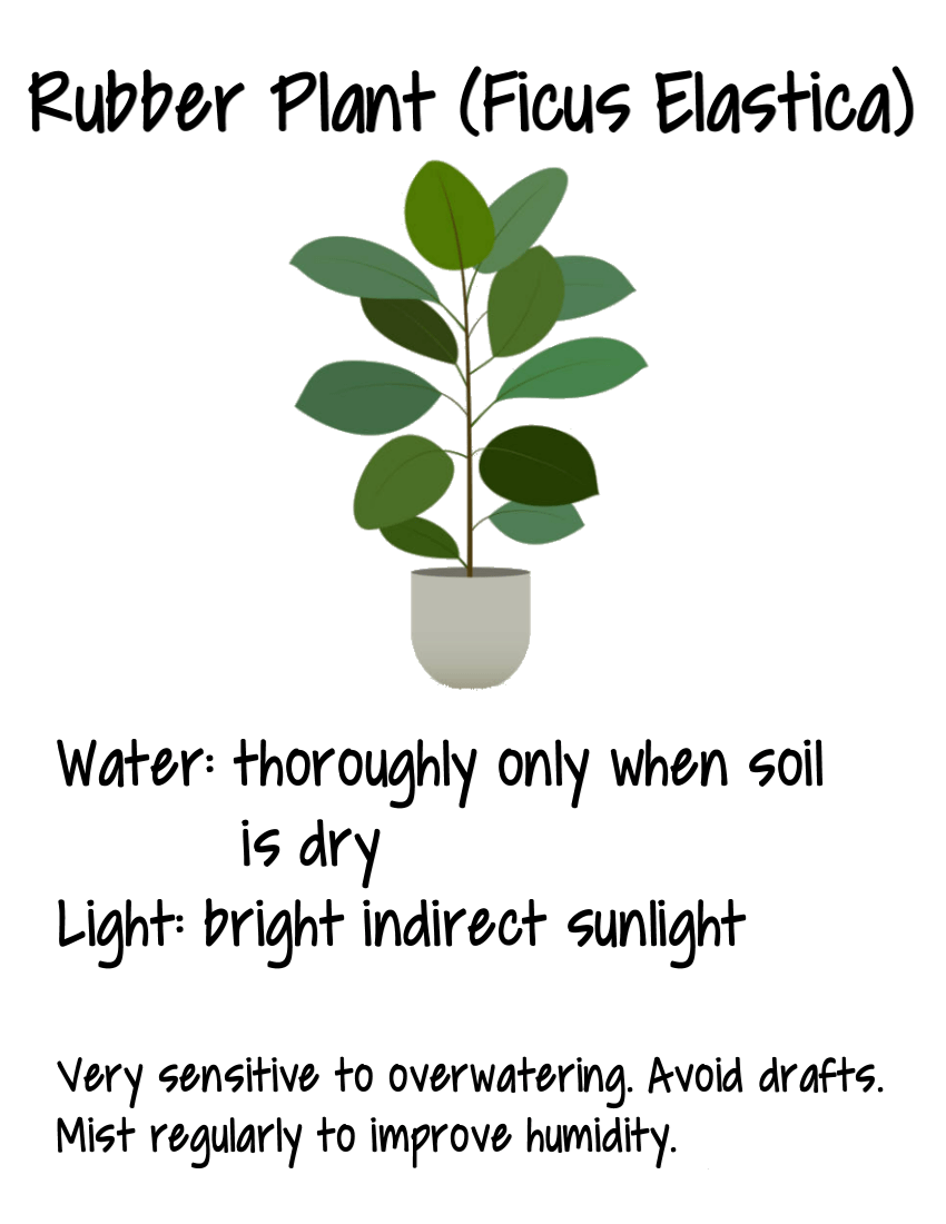 care sheet rubber tree Terrarium